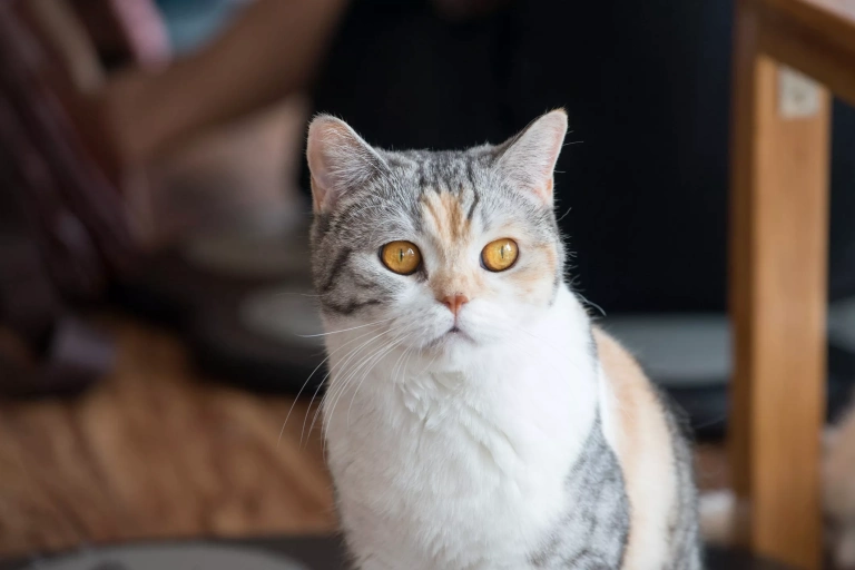 American Wirehair: Khám phá giống mèo độc đáo với bộ lông xoăn ấn tượng