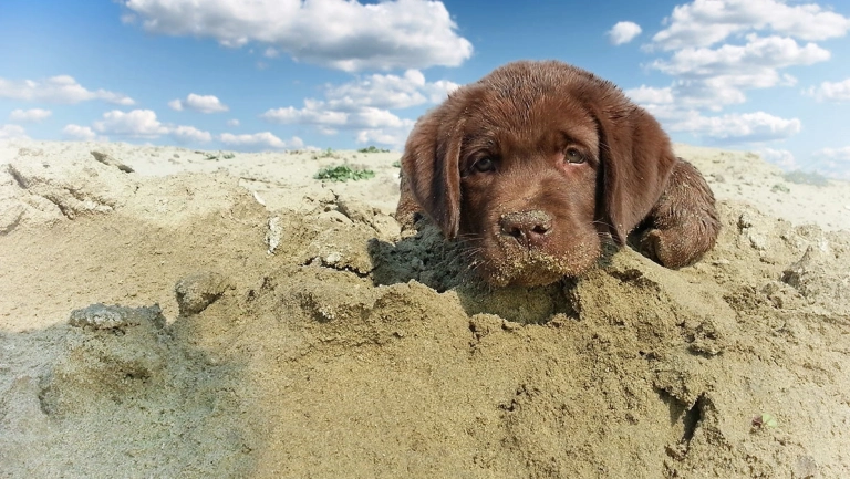Bí quyết cách nuôi chó labrador khỏe mạnh thông minh cho người mới