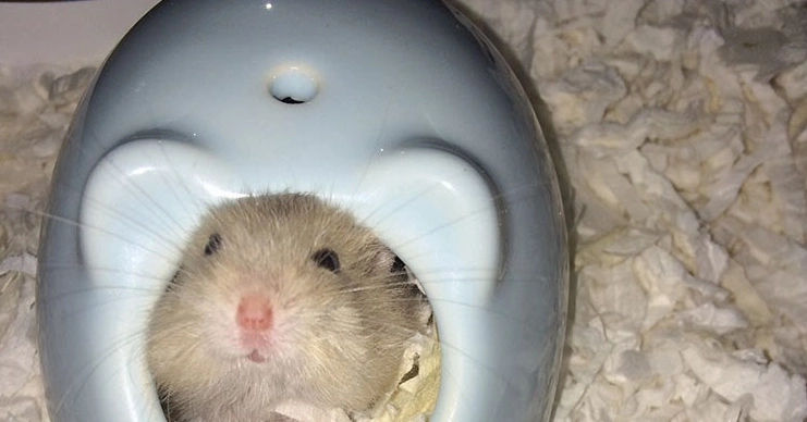 Bộ Sưu Tập Ảnh Hamster Pudding Dễ Thương và Cận Cảnh Độc Đáo