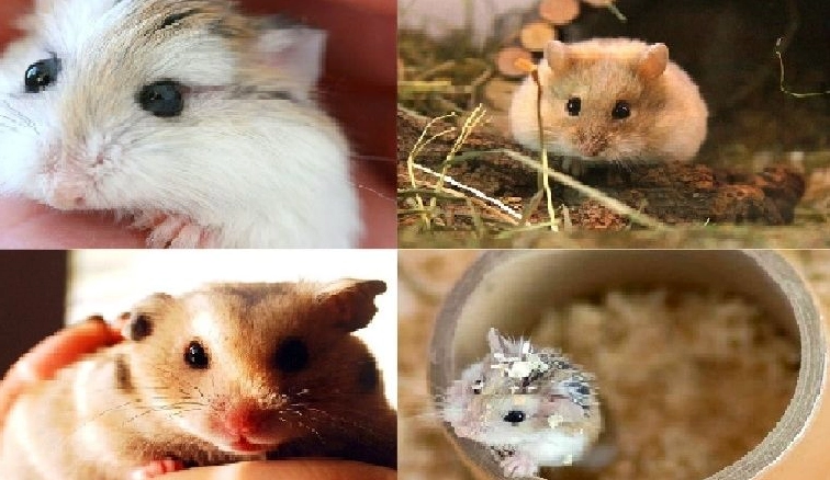 Bộ Sưu Tập Tuyệt Đẹp Về Ảnh Hamster Robo Mặt Trắng Đáng Yêu Nhất