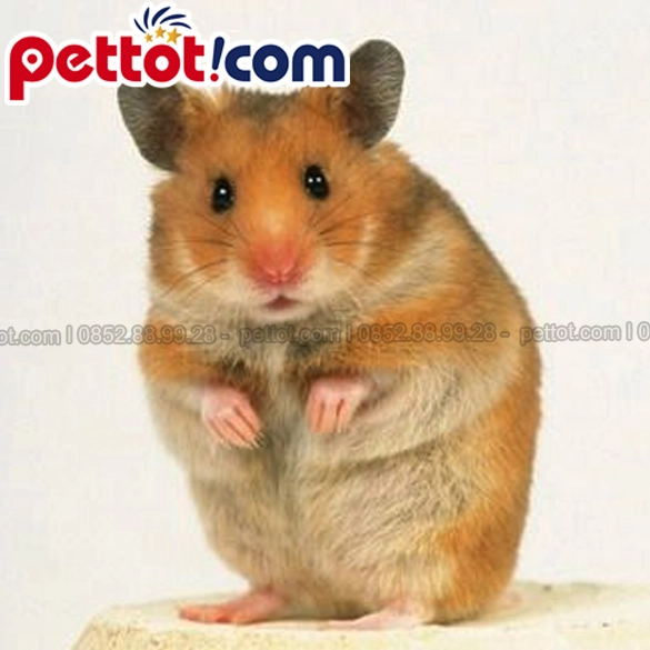 Cận cảnh bộ sưu tập ảnh hamster bear lông sát siêu đáng yêu