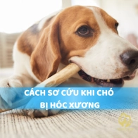 Chó bị hóc xương phải làm sao? Hướng dẫn xử lý khẩn cấp tại nhà