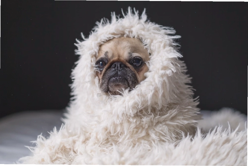 Chó Pug bị khó thở do tác động của nhiệt độ môi trường