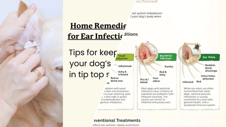 Expert guide to natural remedies for dog ear infections 2026