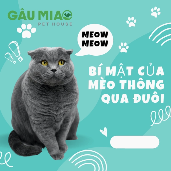 Giải Mã Ngôn Ngữ Đuôi Mèo: Hiểu Rõ Hơn Về Người Bạn Bốn Chân