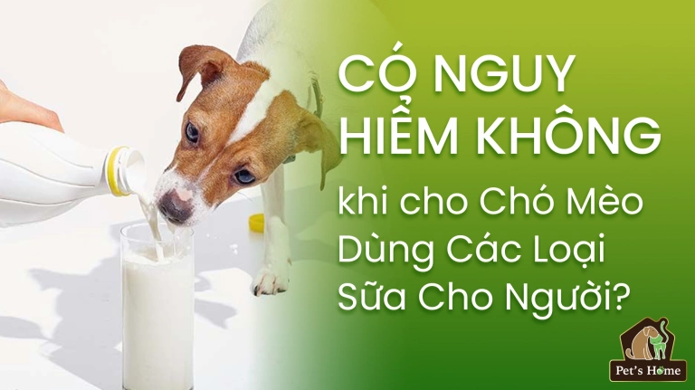 Mèo có ăn được sữa chua không? Giải đáp thắc mắc và lưu ý quan trọng