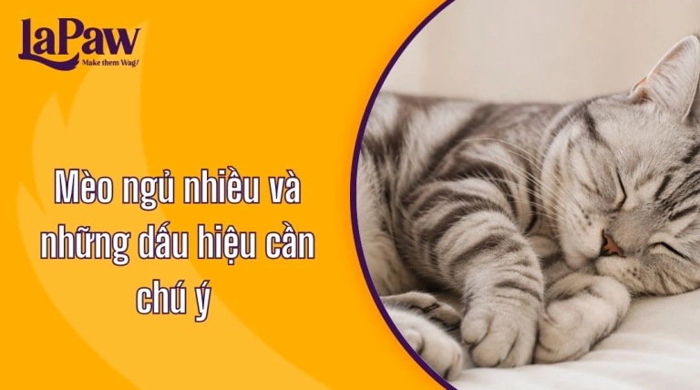 Mèo ngủ nhiều ăn ít: Nguyên nhân và cách xử lý hiệu quả