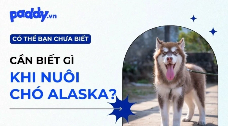 Nên nuôi chó Alaska đực hay cái để phù hợp với gia đình bạn