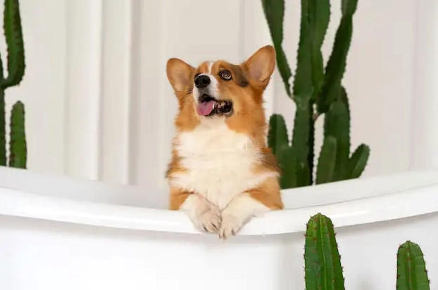 Nên nuôi chó Pug đực hay cái góc nhìn chuyên gia chăm sóc thú cưng