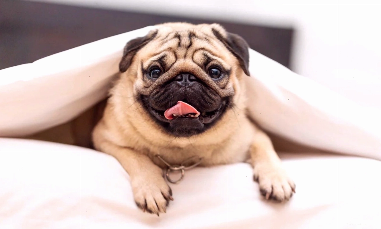 Quy trình xử lý khi chó Pug gặp sự cố khó thở cấp tính