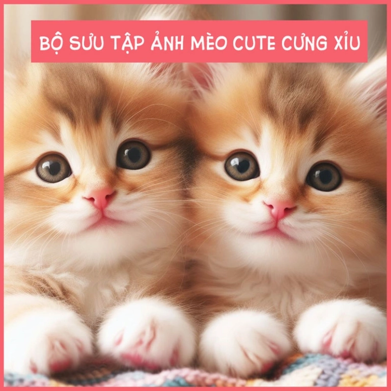 Tổng hợp hình ảnh mèo cute đáng yêu nhất cho năm 2026