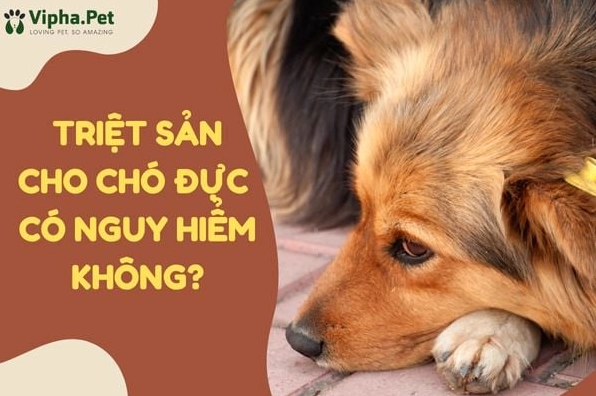 Triệt sản chó đực giá bao nhiêu và những điều cần biết